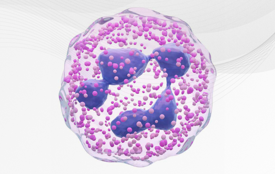 thrombocytopenia-smear-kv-pc