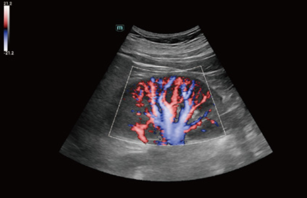 consona-n8-fig5-2