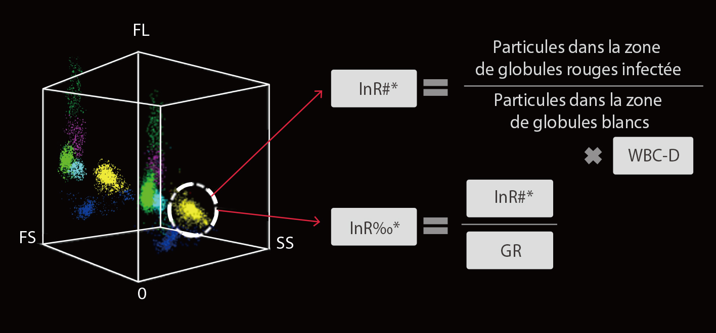 gln11-s5