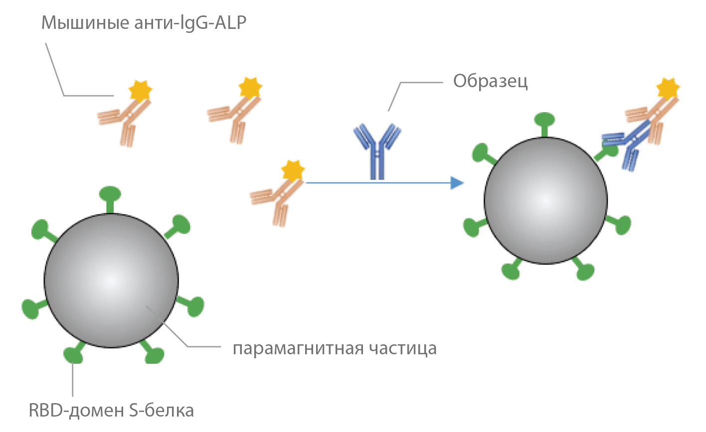 gln44-s7