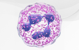 Hemabook Chapter 19: Have You Noticed Neutrophil Inclusions in the Thrombocytopenia Smear?